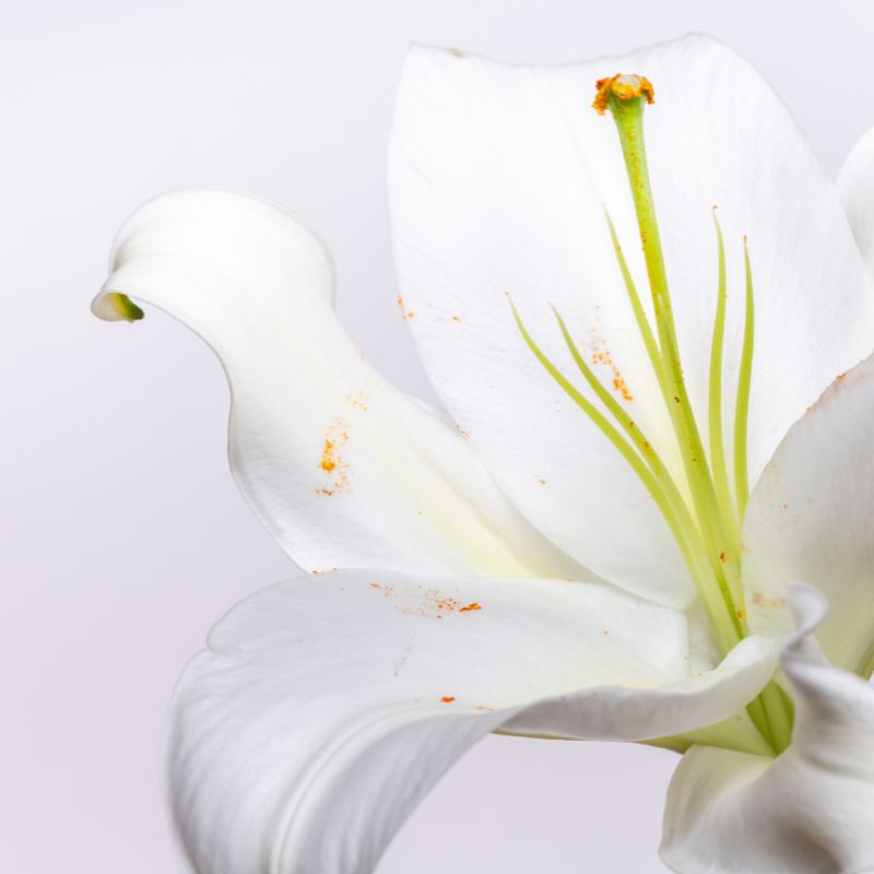 Abstraktní znázornění proměny vůně s přírodními prvky